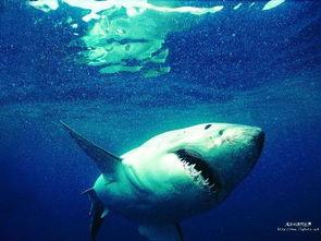 狂野鲛鲨爆料原视频,揭秘深海神秘生物的惊世之谜 第1张 狂野鲛鲨爆料原视频,揭秘深海神秘生物的惊世之谜 第1张
